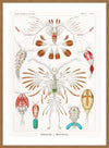 Copopod Crustaceans Illustration Print