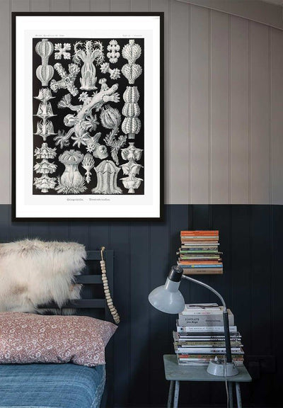 Corals Black and White Antique Print