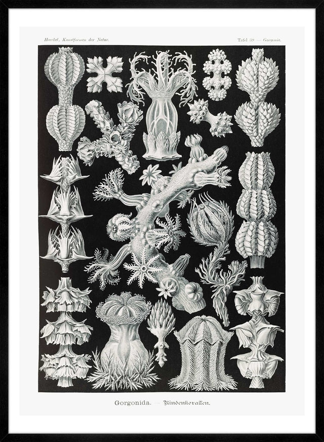 Corals Black and White Antique Print
