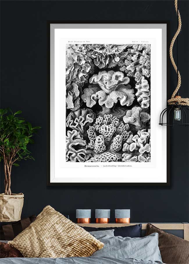 Corals Illustration Print