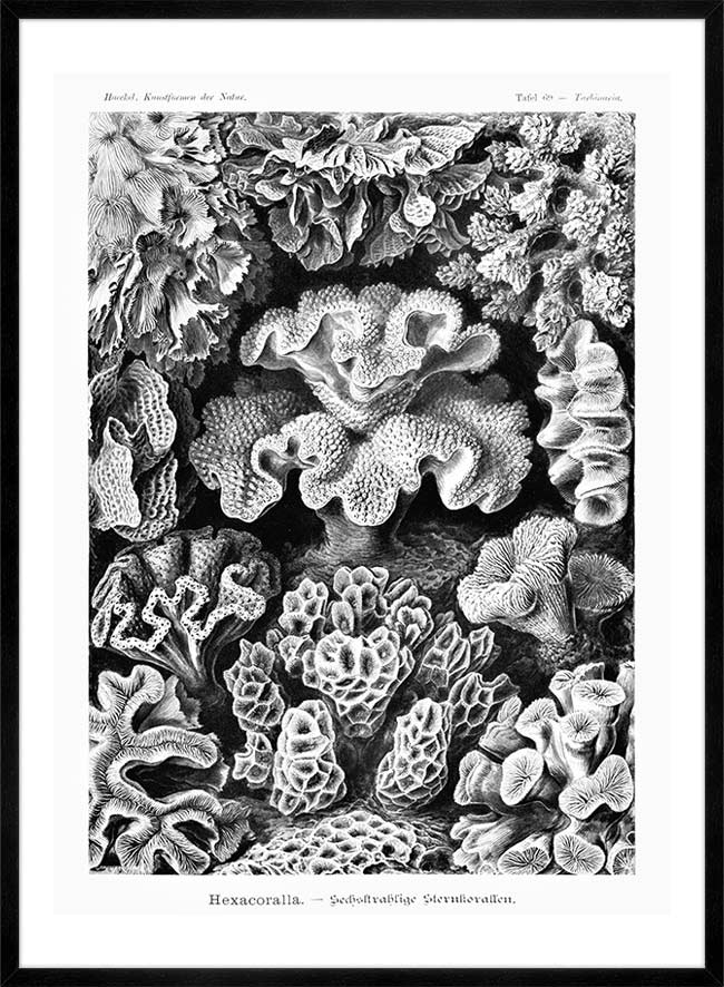 Corals Illustration Print
