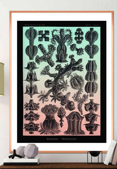 Corals Pink And Green Antique Print