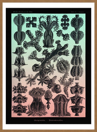 Corals Pink And Green Antique Print