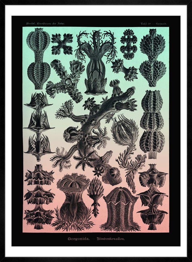 Corals Pink And Green Antique Print