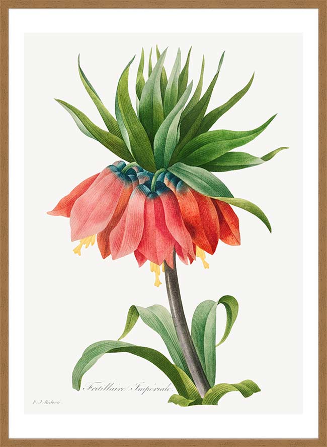 Crown Imperial Fritillary Flower Print