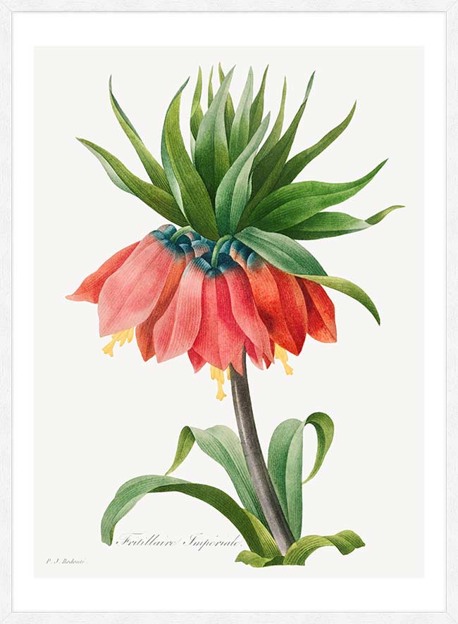 Crown Imperial Fritillary Flower Print