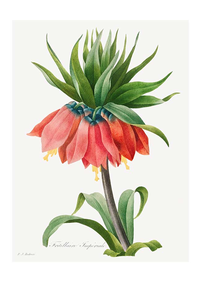 Crown Imperial Fritillary Flower Print
