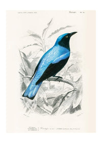 Drongo Vintage Bird Print