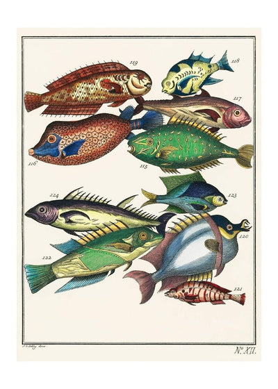 Fish 2 Vintage Antique Print