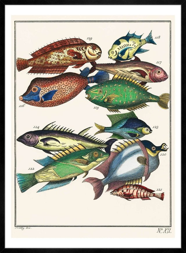 Fish 2 Vintage Antique Print