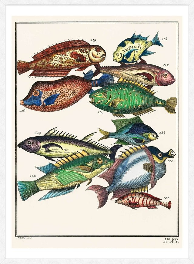 Fish 2 Vintage Antique Print