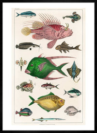 Fish 3 Vintage Antique Print