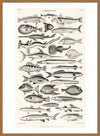 Fish Chart Vintage Antique Print