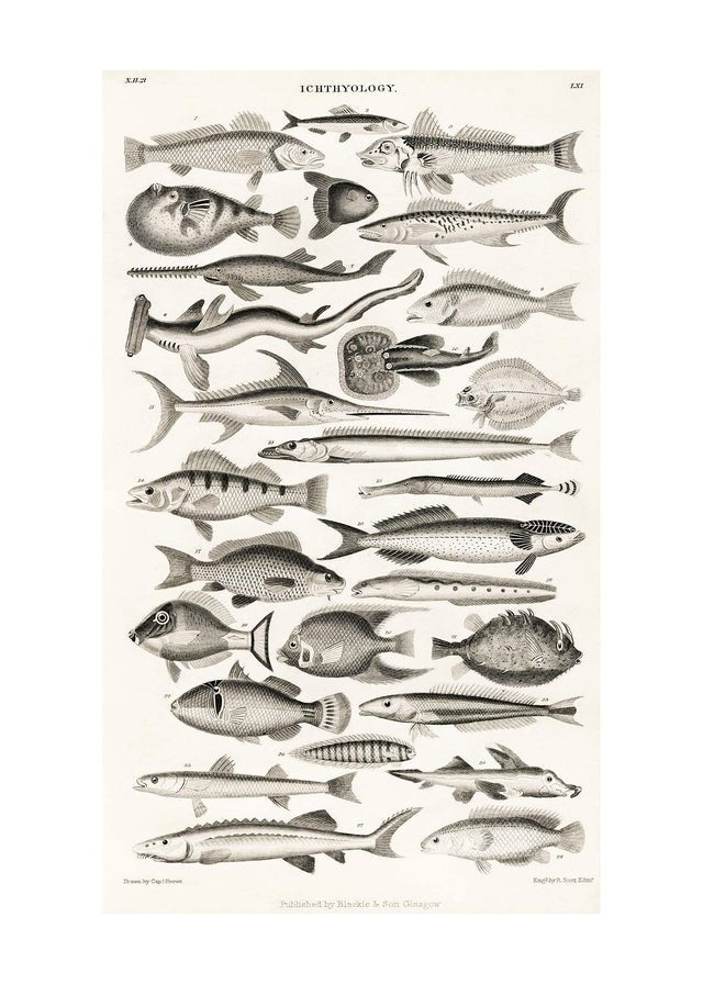 Fish Chart Vintage Antique Print – InkAndDrop