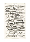 Fish Chart Vintage Antique Print