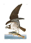 Fish Hawk Vintage Antique Bird Print