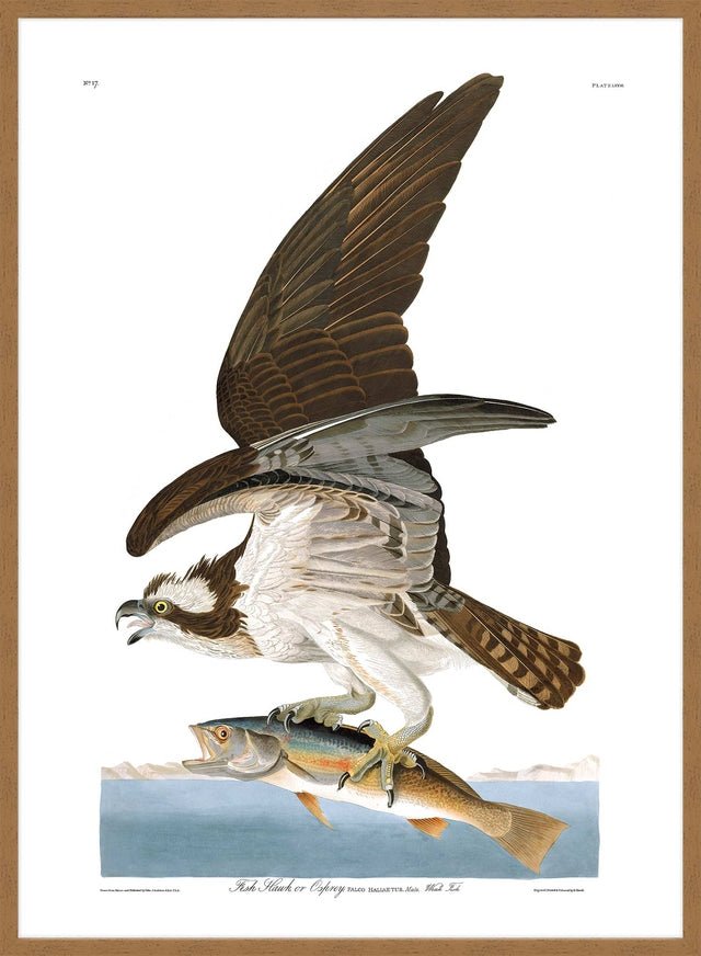 Fish Hawk Vintage Antique Bird Print