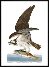 Fish Hawk Vintage Antique Bird Print