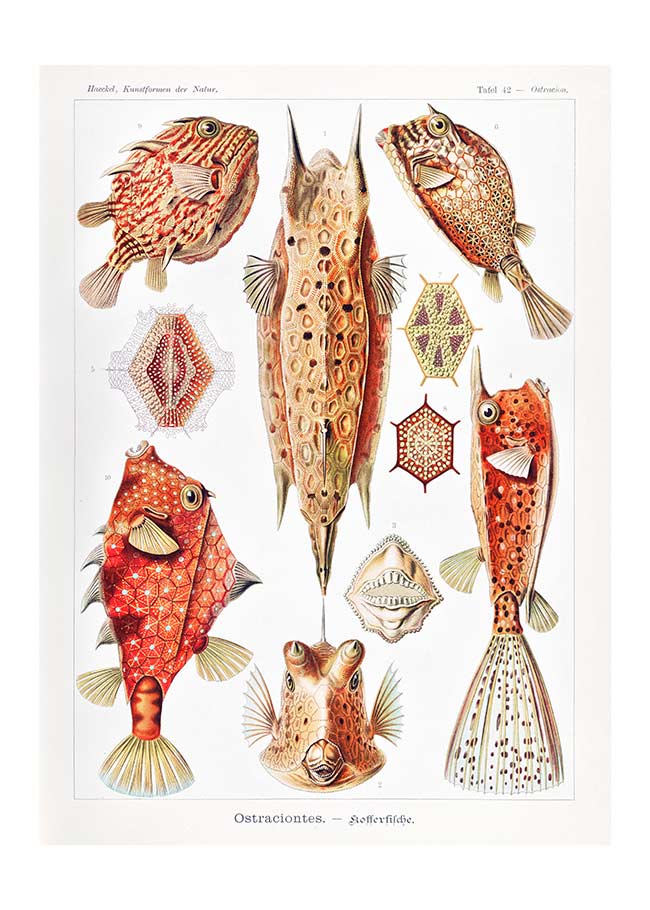 Fish & Sea Creatures Vintage Illustration Print