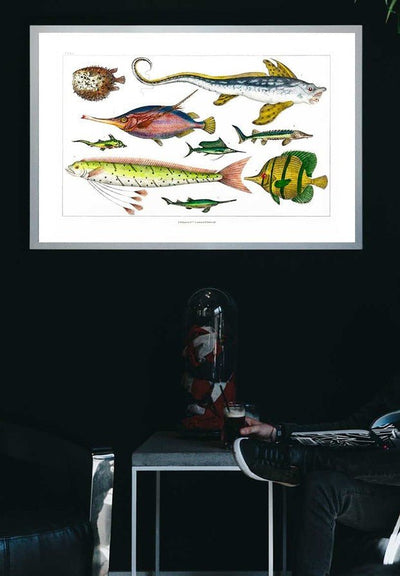 Fish Vintage Antique Print