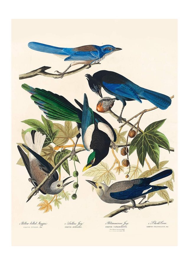 Five Birds Vintage Bird Print