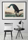 Florida Cormorant Vintage Bird Print