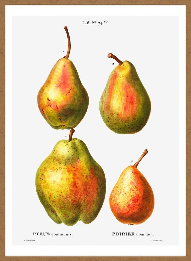 Four Pears Vintage Antique Print