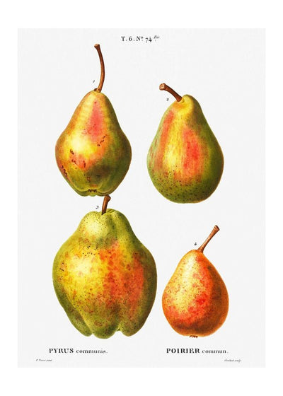 Four Pears Vintage Antique Print