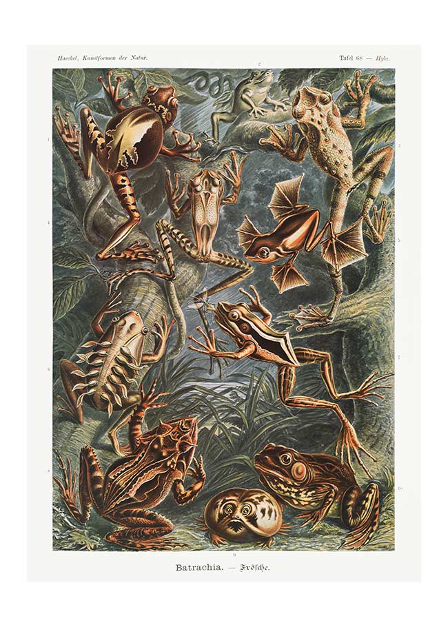 Frogs Illustration by Ernst Haeckel Print