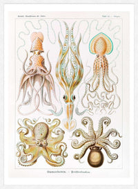 Gamochonia Octopus and Squid Vintage Antique Print
