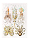 Gamochonia Octopus and Squid Vintage Antique Print