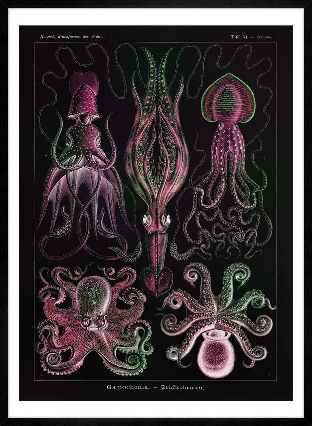 Gamochonia Octopus and Squid Vintage Black Antique Print