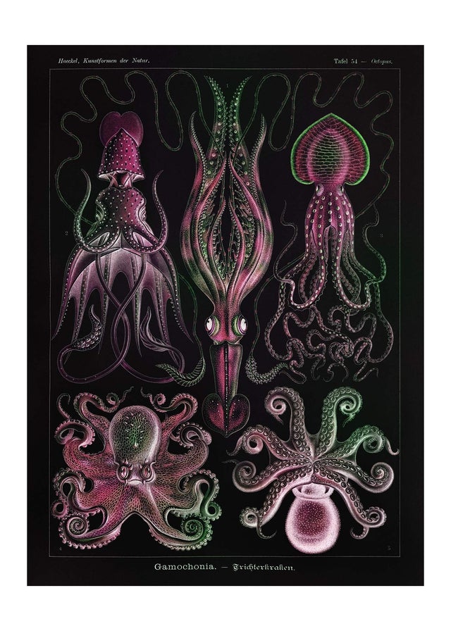 Gamochonia Octopus and Squid Vintage Black Antique Print