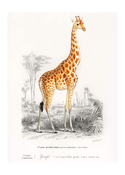 Giraffe Vintage Antique Print