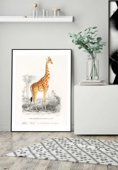 Giraffe Vintage Antique Print