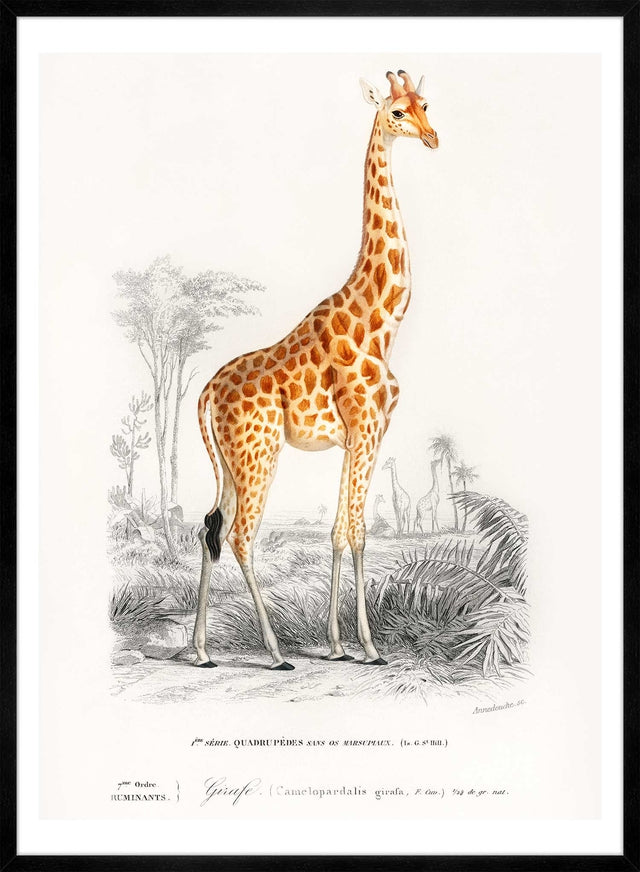 Giraffe Vintage Antique Print