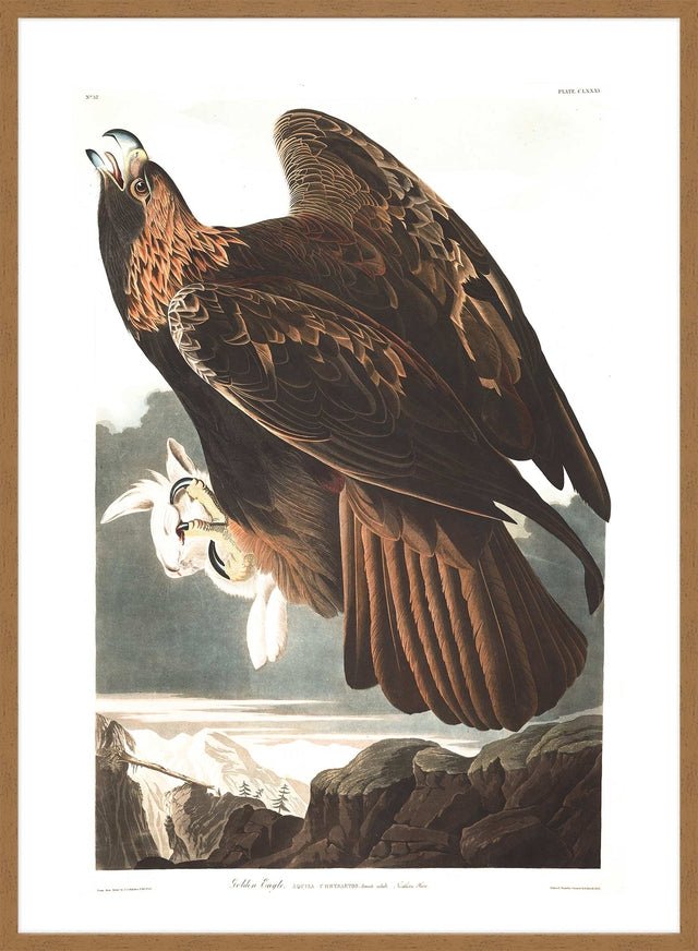 Golden Eagle Vintage Antique Bird Print