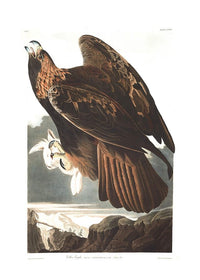 Golden Eagle Vintage Antique Bird Print