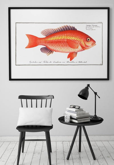 Goldfish Antique Vintage Print
