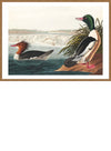 Goosanders Vintage Bird Print