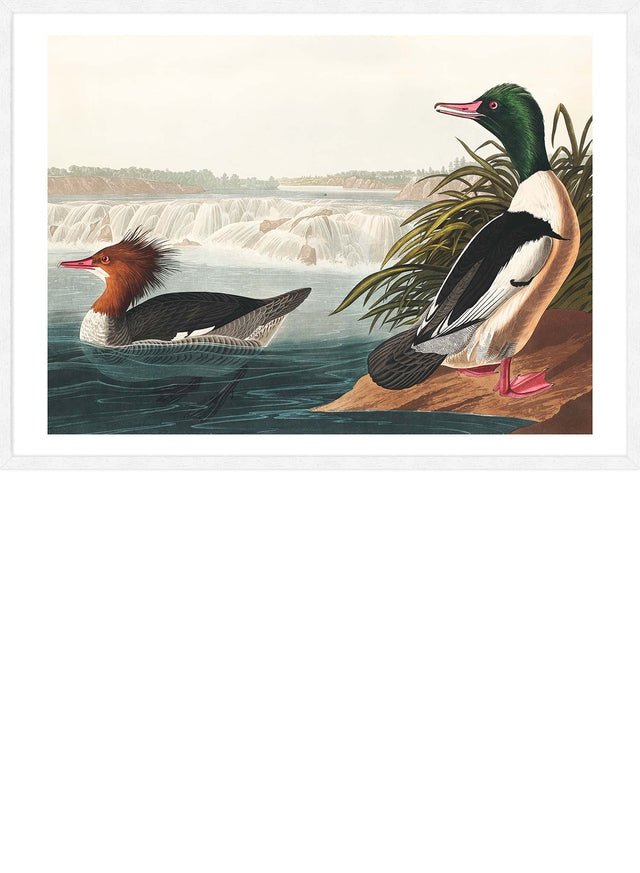 Goosanders Vintage Bird Print
