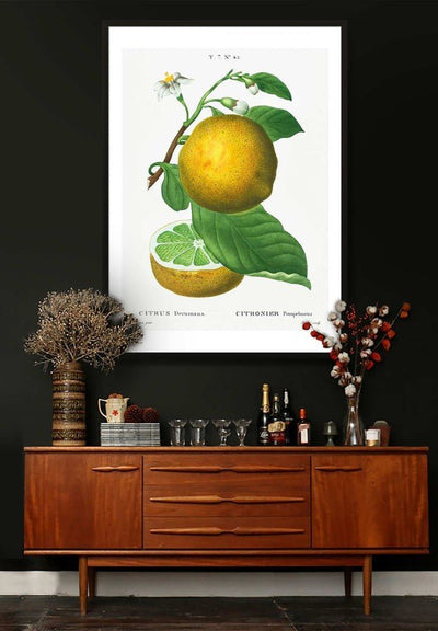 Grapefruit Vintage Black Antique Print