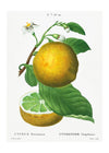 Grapefruit Vintage Black Antique Print