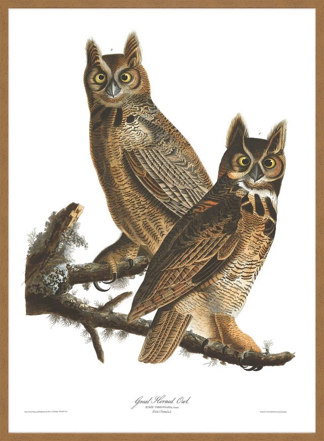 Great Horned Owl Vintage Antique Bird Print