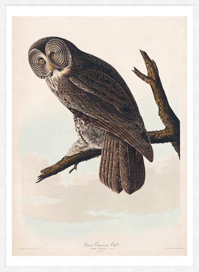 Great Owl Vintage Bird Print