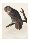 Great Owl Vintage Bird Print