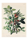 Ground Dove Vintage Antique Bird Print