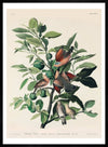 Ground Dove Vintage Antique Bird Print