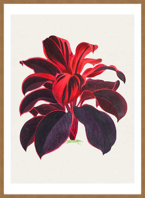 Hand drawn Hawaiian Ti plant print
