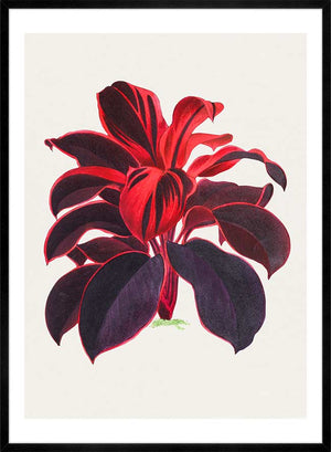 Hand drawn Hawaiian Ti plant print